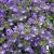 Chaenorhinum origanifolium Blue Dream.jpg